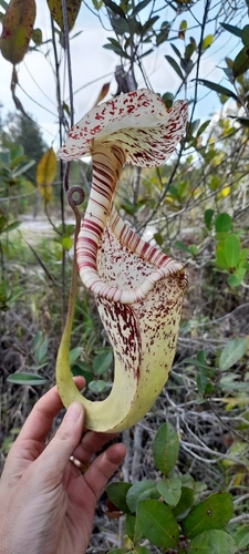 Nepenthes rafflesiana