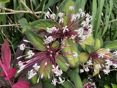 Clerodendrum quadriloculare