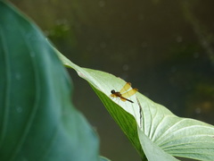 Perithemis icteroptera