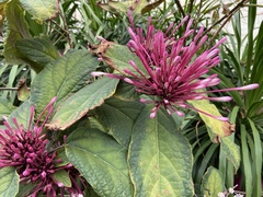Clerodendrum quadriloculare