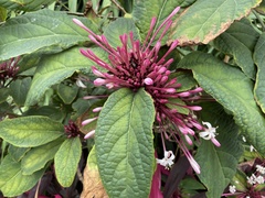 Clerodendrum quadriloculare