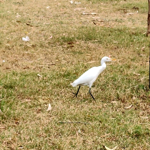 iNaturalist: (c) Noopur🍀, some rights reserved (CC BY-NC), uploaded by Noopur🍀 iNaturalist image