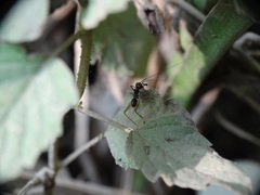 Phylloscyrtus amoenus