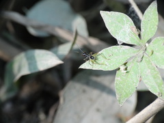 Phylloscyrtus amoenus