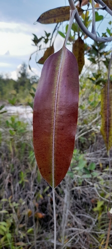 Nepenthes rafflesiana