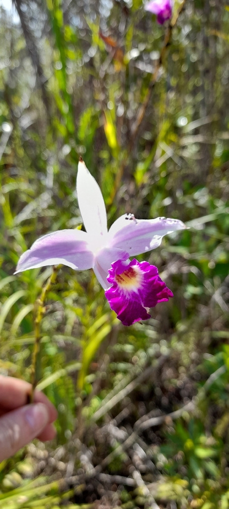 Anggrek Bambu (Arundina graminifolia)
