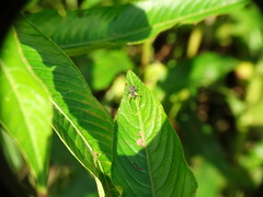 Phylloscyrtus amoenus