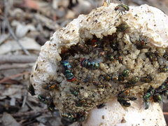 Itajahya galericulata