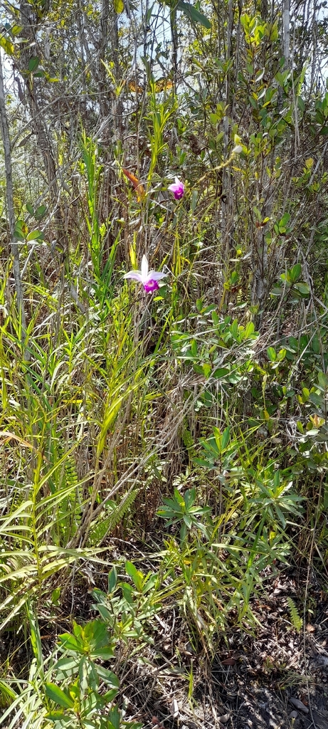 Bamboo Orchid (Arundina graminifolia)