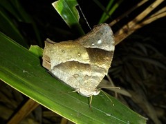 Melanitis leda bankia