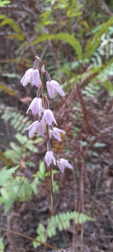 Pink Thicklip Orchid (Pachystoma pubescens)