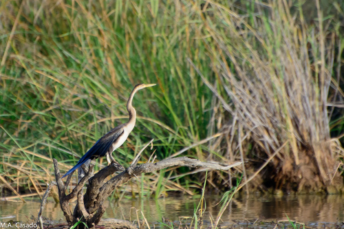 iNaturalist: (c) Miguel A. Casado, some rights reserved (CC BY-NC), uploaded by Miguel A. Casado iNaturalist image