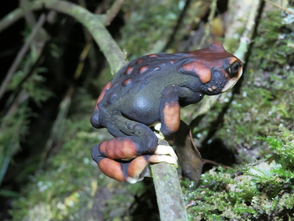 Udzungwa Glandular Tree Toad
