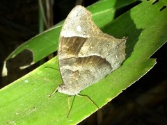Melanitis leda bankia