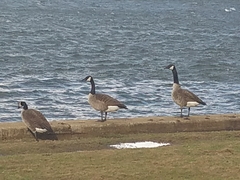 Branta canadensis