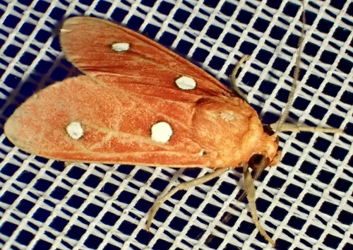 Hyperthaema ruberrima