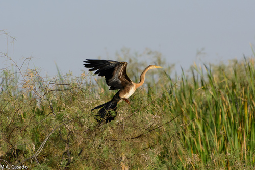 iNaturalist: (c) Miguel A. Casado, some rights reserved (CC BY-NC), uploaded by Miguel A. Casado iNaturalist image