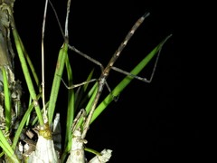 Austrovates variegata