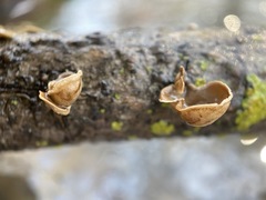 Schizophyllum amplum