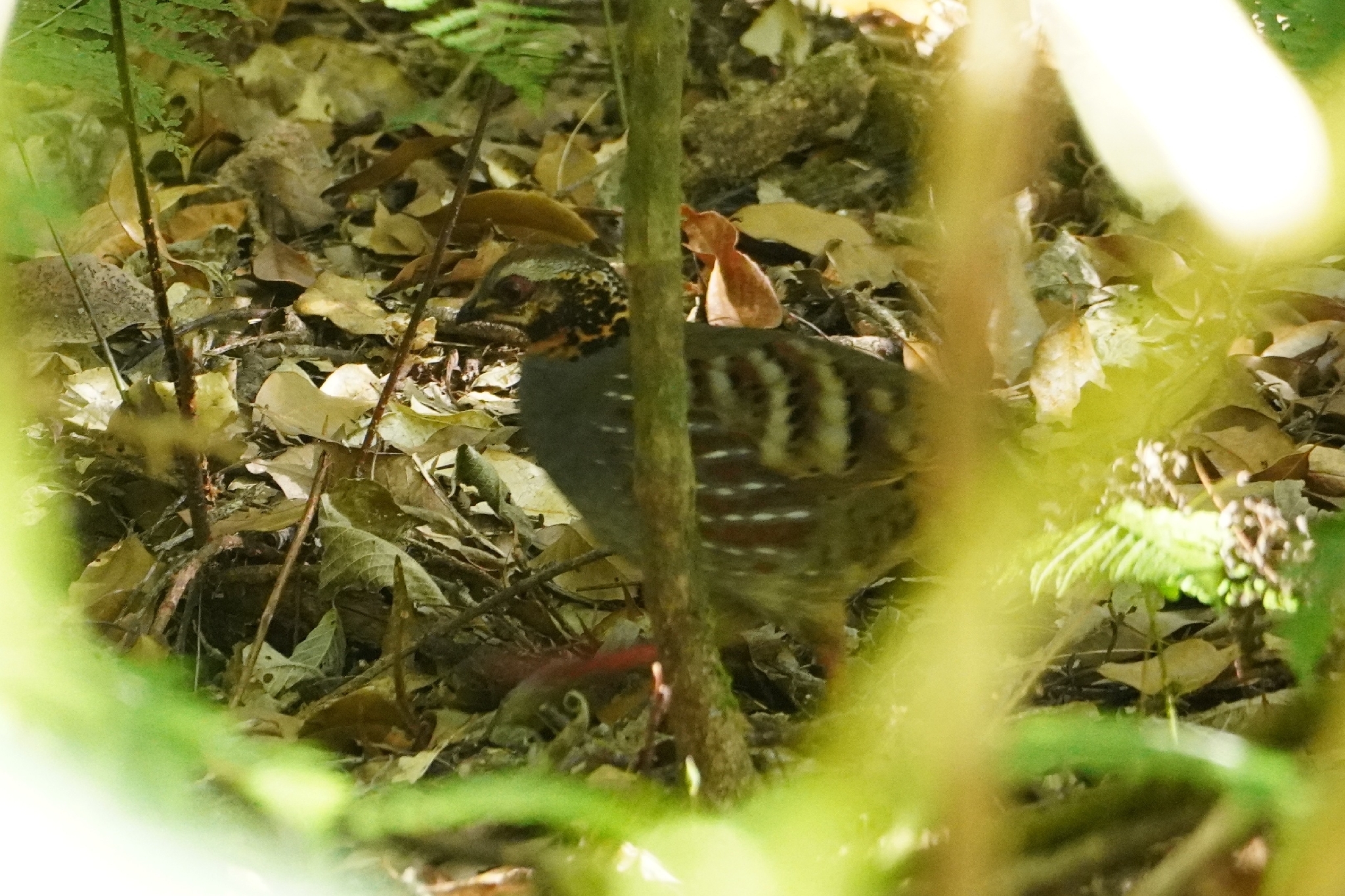 Rufous-throated Partridge (Arborophila rufogularis), photo 1