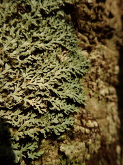 Heterodermia isidiophora