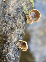 Schizophyllum amplum