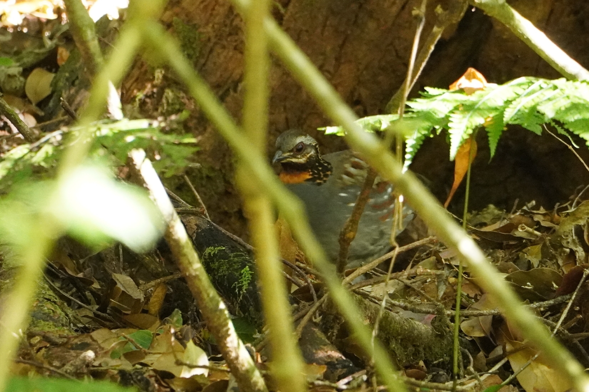 Rufous-throated Partridge (Arborophila rufogularis), photo 2