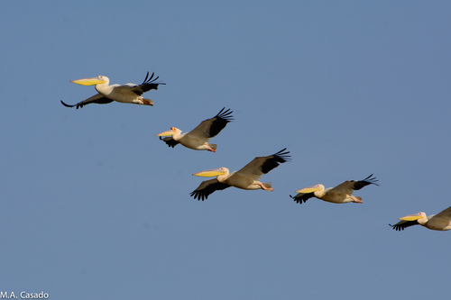 iNaturalist: (c) Miguel A. Casado, some rights reserved (CC BY-NC), uploaded by Miguel A. Casado iNaturalist image