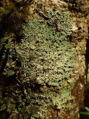 Heterodermia isidiophora