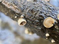 Schizophyllum amplum