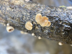 Schizophyllum amplum