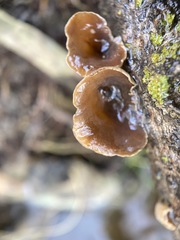Schizophyllum amplum