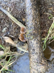 Schizophyllum amplum