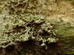 Heterodermia leucomelos