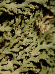 Heterodermia isidiophora