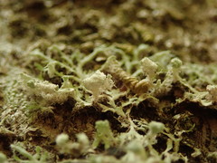 Heterodermia leucomelos