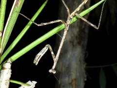 Austrovates variegata