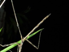 Austrovates variegata