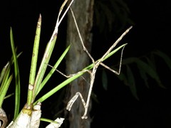 Austrovates variegata