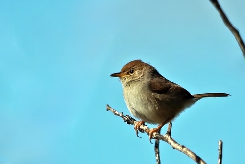 Grey-backed Cisticola (Cisticola subruficapilla), photo 4