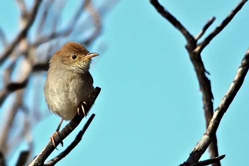 Grey-backed Cisticola (Cisticola subruficapilla), photo 3