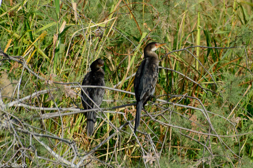 iNaturalist: (c) Miguel A. Casado, some rights reserved (CC BY-NC), uploaded by Miguel A. Casado iNaturalist image