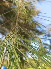 Casuarina cunninghamiana