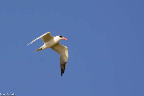 iNaturalist: (c) Miguel A. Casado, some rights reserved (CC BY-NC), uploaded by Miguel A. Casado iNaturalist image