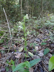 Habenaria quinqueseta