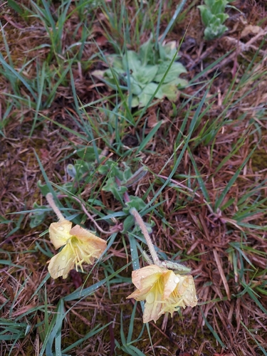 Long-flowered Evening-primrose (Oenothera longiflora)