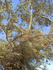 Casuarina cunninghamiana