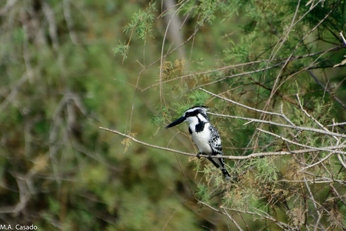 iNaturalist: (c) Miguel A. Casado, some rights reserved (CC BY-NC), uploaded by Miguel A. Casado iNaturalist image