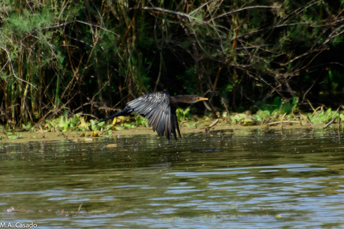 iNaturalist: (c) Miguel A. Casado, some rights reserved (CC BY-NC), uploaded by Miguel A. Casado iNaturalist image