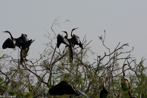 iNaturalist: (c) Miguel A. Casado, some rights reserved (CC BY-NC), uploaded by Miguel A. Casado iNaturalist image